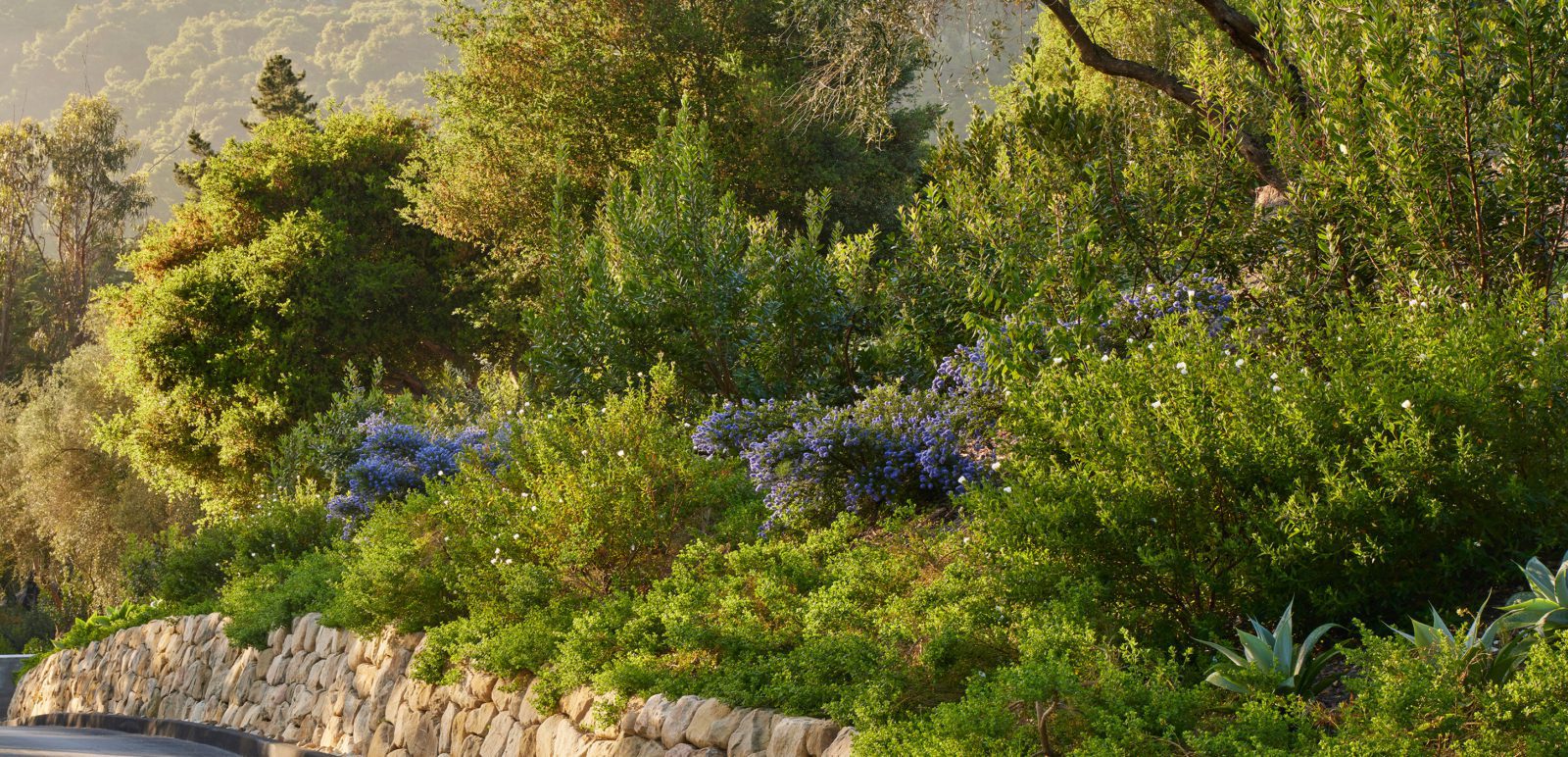 Capogrosso-Collage-10