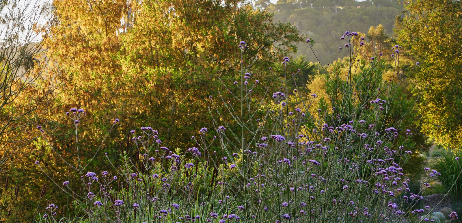 Capogrosso-Collage-6