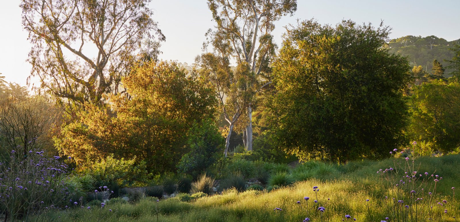 Capogrosso-Collage-7